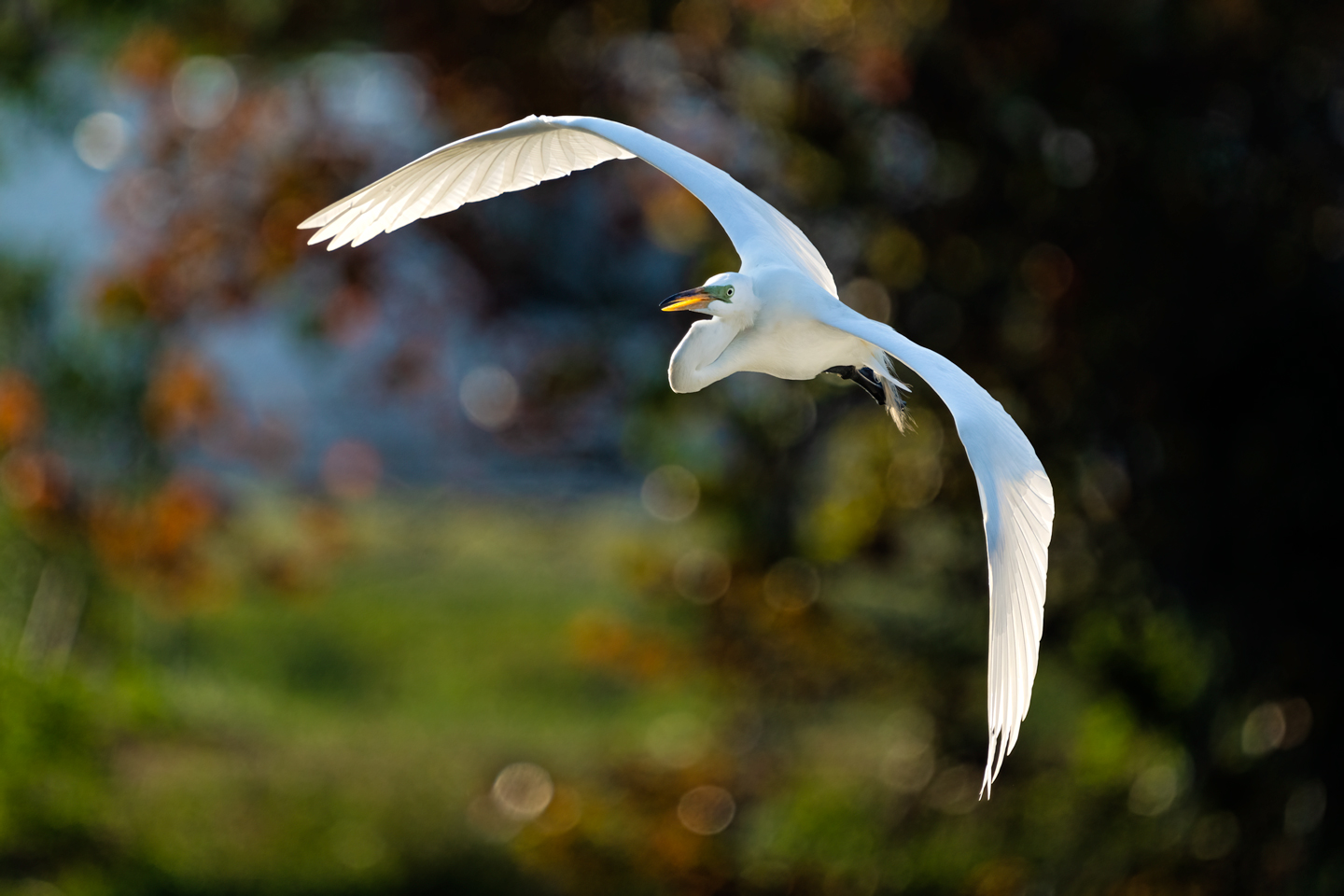 2nd PrizeOpen Nature In Class 2 By Gerald Whipple For Great Egret Backlit Flight MAR-2024.jpg